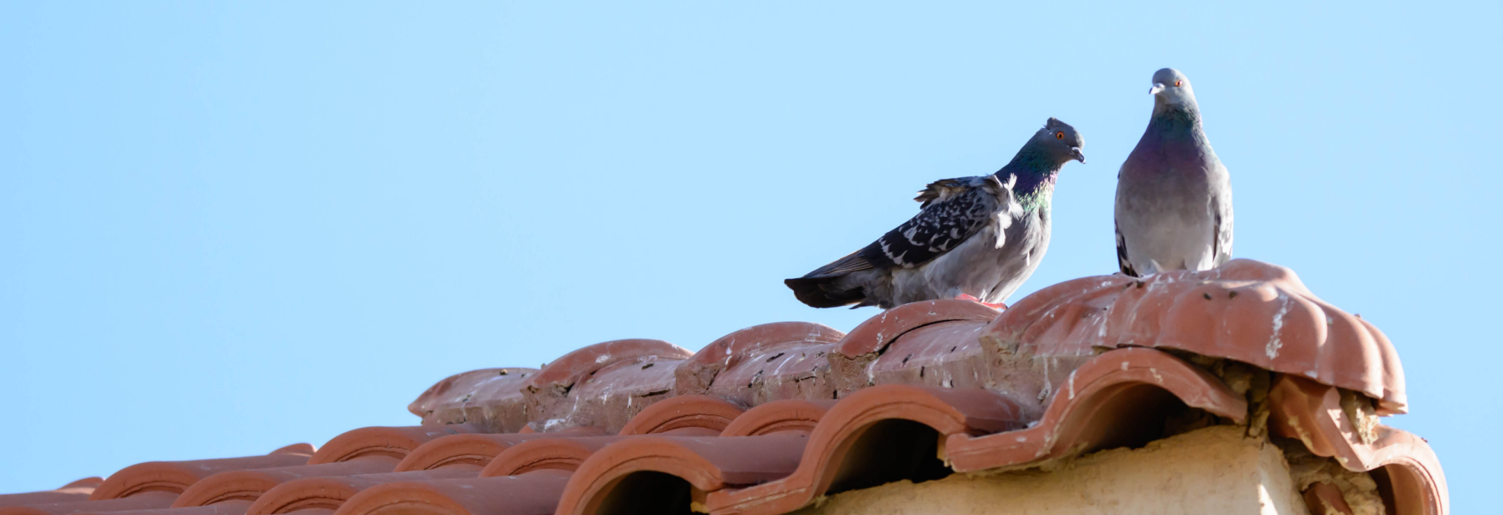 bottom_external_bg_bird