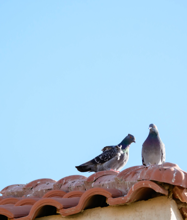 bottom_external_bg_bird_sp
